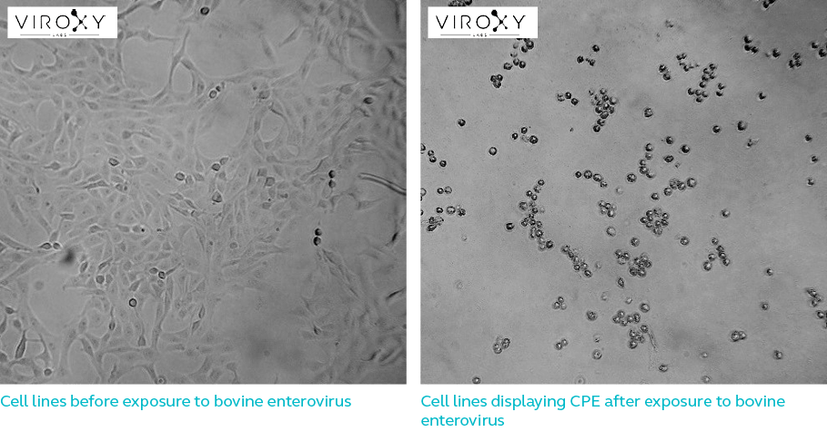 Cell lines before & after exposure to bovine enterovirus