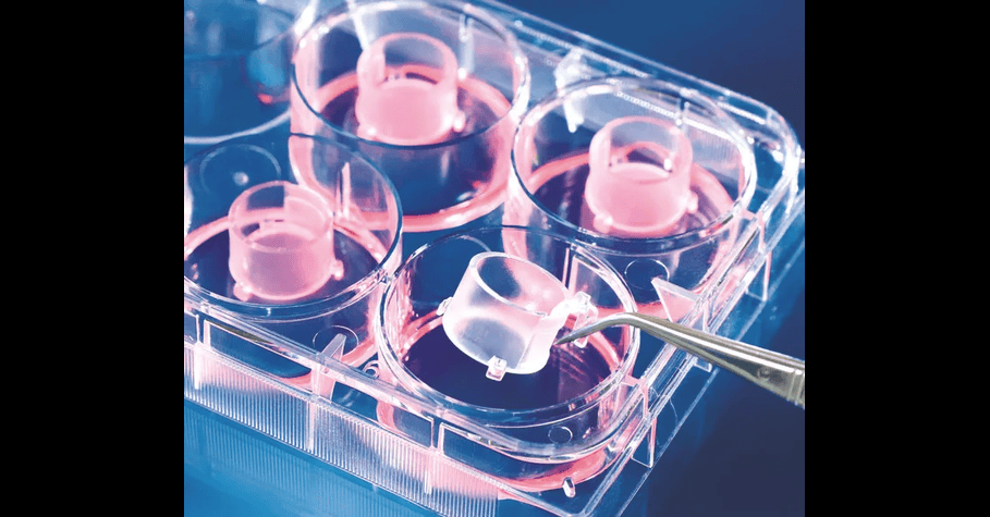 Biocompatibility Testing